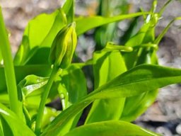 Gloriosa superba bud pointing up